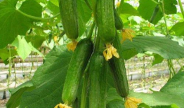 网红吃瓜爆料怎么找到的,探寻幕后线索与技巧