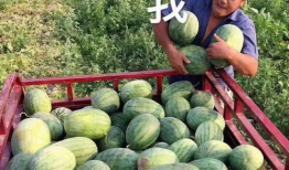 娱乐圈吃瓜的瓜,揭秘明星背后的故事与争议